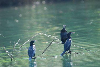 Büyük karabatak (akroakrobasi karbonhidrat) )