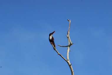 Kuş Uçuş gökyüzüne karşı