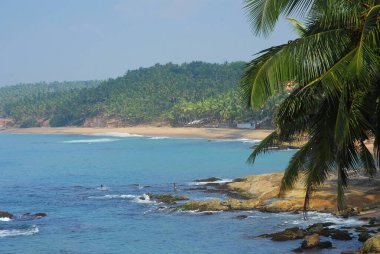 Palmiye ağaçları olan güzel bir sahil