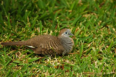 Bir kuşun yakın plan çekimi.