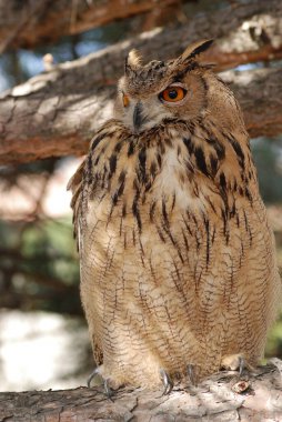 Ormandaki sevimli bir baykuşun yanına.