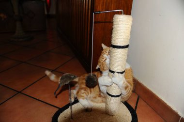 Şirin bir kedi yavrusunun yakın çekimi.