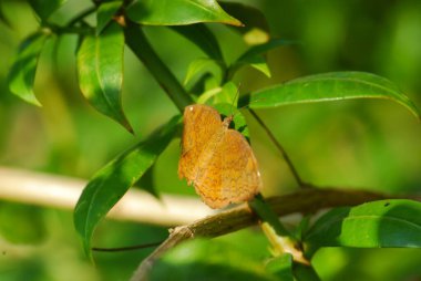 Bir kelebeğe yaklaş