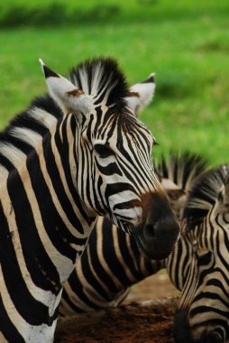 Zebralar hayvanat bahçesinde