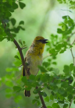 Daldaki kuşun yakın plan çekimi.