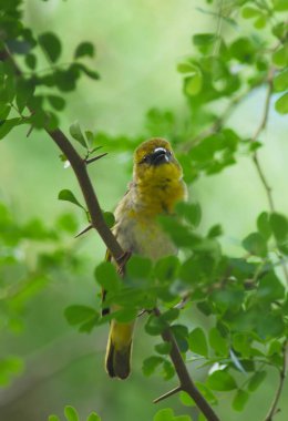Bahçedeki sarı kuş