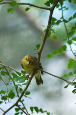 Ağacın dalında bir kuş