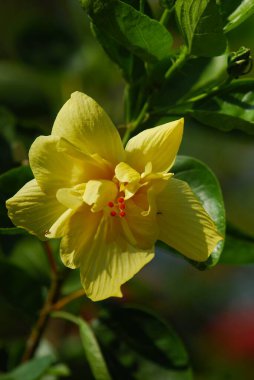 Güzel botanik fotoğrafı, doğal duvar kağıdı.