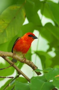 Bir ağacın dalındaki kuş.