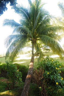 Parktaki palmiye ağaçları