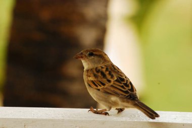 Ağaç dalı üzerinde serçe