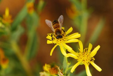 Sarı çiçekli arı.