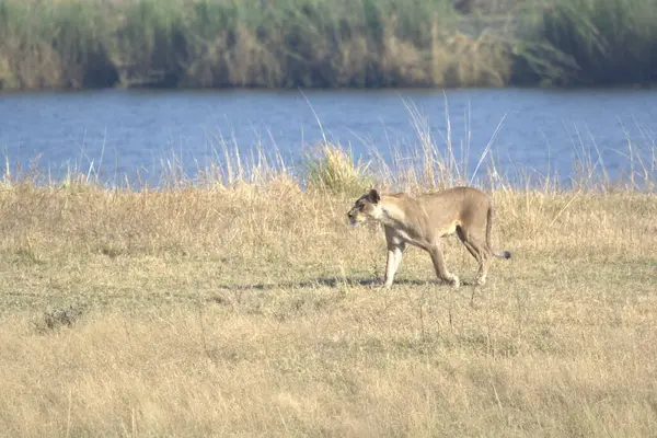 Aslan ın kruger national park, Güney Afrika