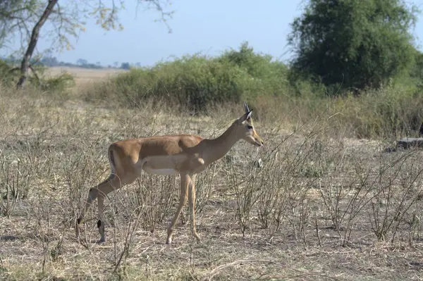 Savanada bir geyik sürüsü