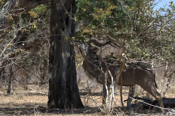 Parkta genç bir erkek ve erkeğin yakın plan fotoğrafı.