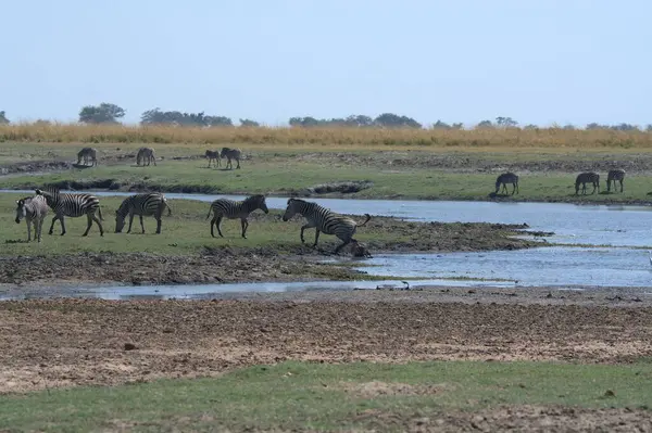 At sürüsü tarlada