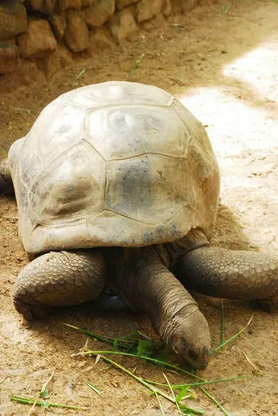Hayvanat bahçesindeki kaplumbağa.