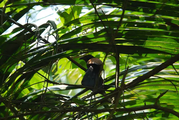 Yırtıcı kuş yeşil ağaçta