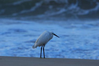 Sudaki beyaz balıkçıl