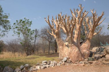 Ormandaki ağaç gövdesi