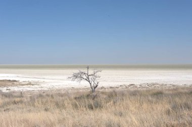 Utah çölünde tuz gölü