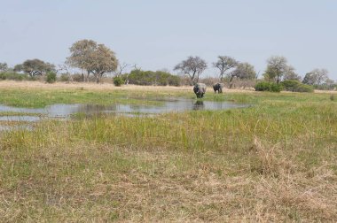 Afrika 'daki Afrika Savanası