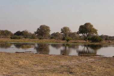 Parkta nehri olan güzel bir manzara.