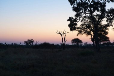 Ormanda güzel bir gün batımı