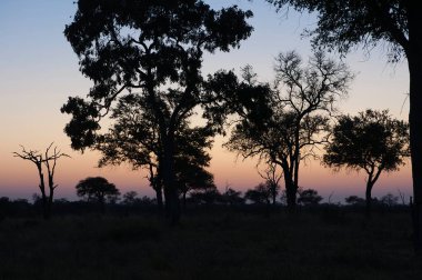 Savanada gün batımı, Kenya, Afrika