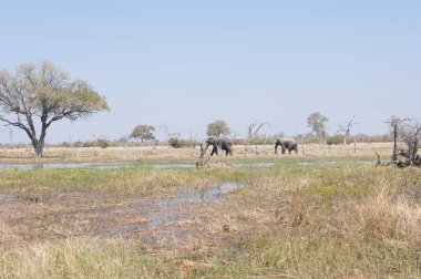 Zimbabwe savanındaki filler.