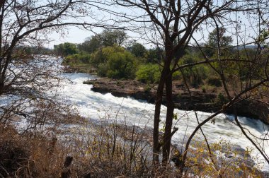 Ormandaki nehrin güzel manzarası