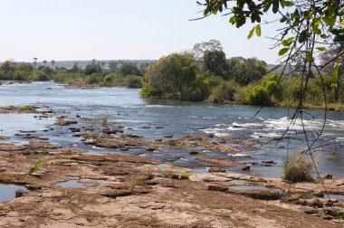 Nehir ve ormandaki ağaçlar.