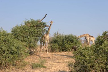 Kenya savanasında zürafalar