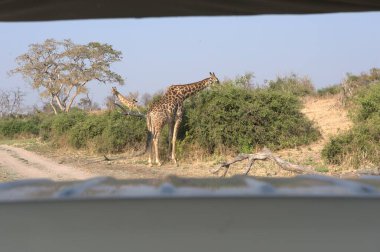 Kruger Ulusal Parkı 'nda zürafa, Güney Afrika