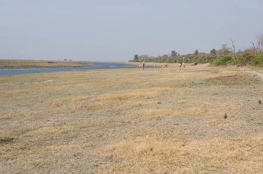 Nehir ve ağaçlar ormanda