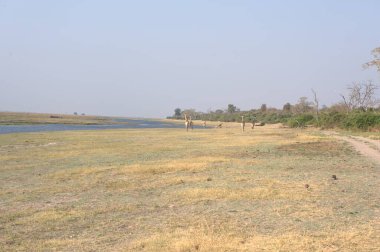 Parktaki nehrin güzel manzarası