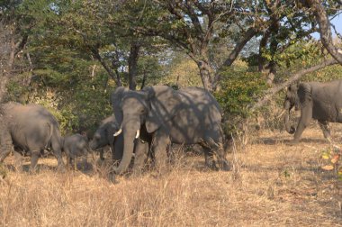 Afrika bozkırındaki filler