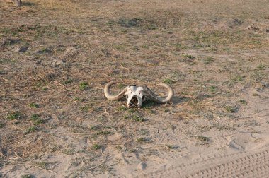 Tarladaki boğa sürüsü