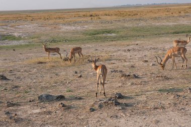 Kenya bozkırında bir grup vahşi antilop.