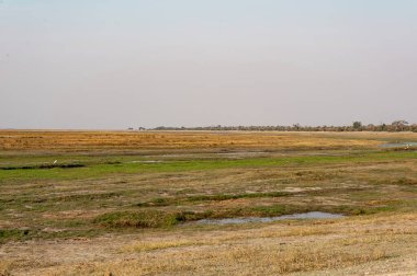 Gökyüzünün arka planında kuru ağaçlarla dolu bir göl manzarası.