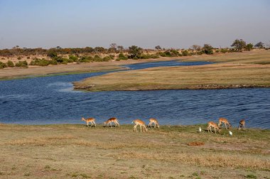 Kenya bozkırında bir fil sürüsü.