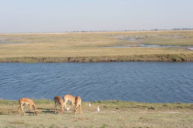 bir çayır üzerinde otlatma inek sürüsü