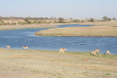 Vahşi hayvanlar, vahşi yaşam ve doğa.