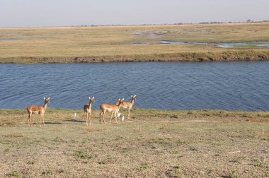 Ormanda vahşi bir geyik sürüsü