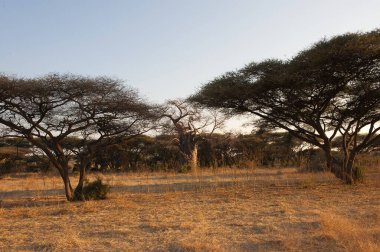 Afrika Çalılığı, Kruger Ulusal Parkı, Güney Afrika