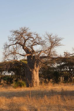 Afrika Ağacı Güney Afrika 'daki Kruger Ulusal Parkı' nda.