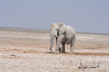 Etoşa 'daki fil - Park