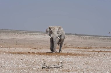 Etoşa Ulusal Parkı 'ndaki Afrika fili Namibya