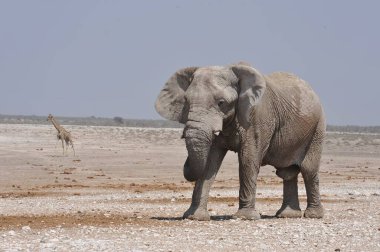 Afrika savanındaki fil.