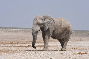 Kumda yürüyen bir filin yakın plan çekimi.